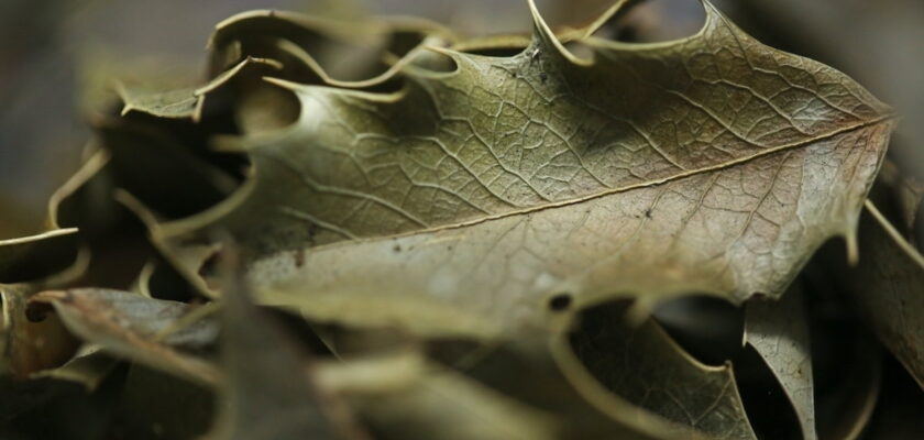 Banner Interna