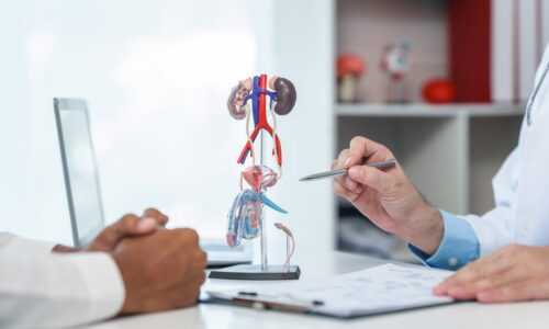 Sistema urinário: o que é, anatomia, função (e possíveis doenças)