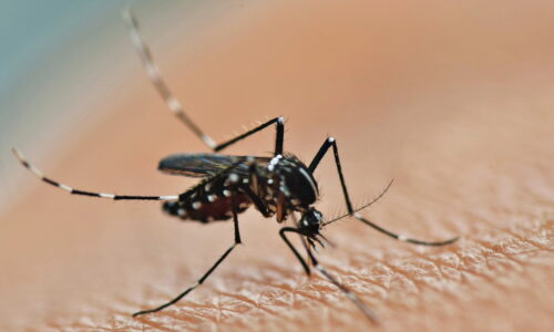 Quem tem dengue pode tomar ibuprofeno?